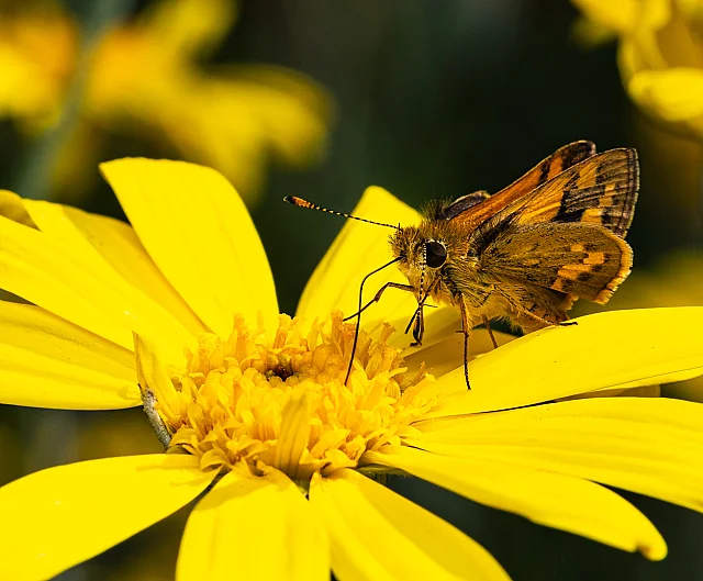 Orange Dart Butterfly
