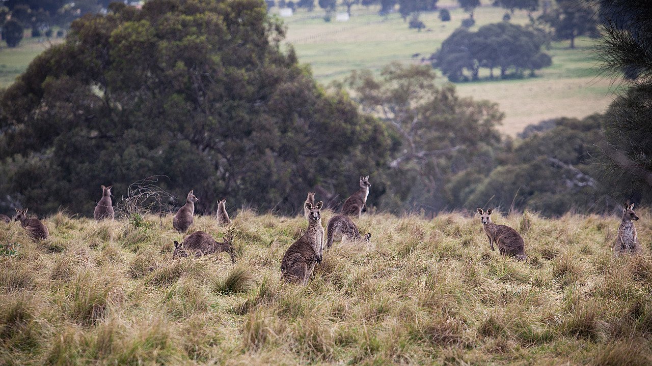 Kangaroo Mob at Woodlands ©James Troi