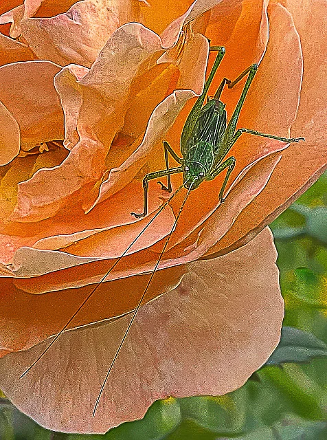 Beauty and the Beast