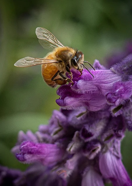 Buzzing Bee