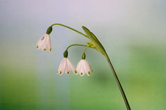 Snow Drop