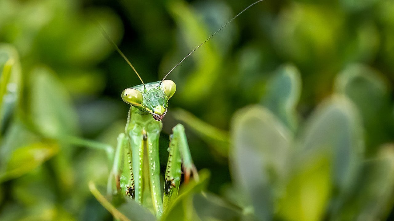 Camouflage ©Robyn Singleton