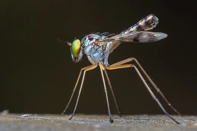 Green Long Legged Fly
