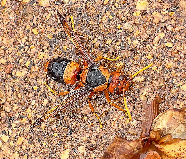 Australian Hornet
