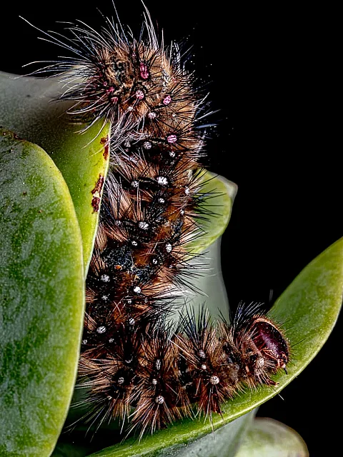Caterpillar