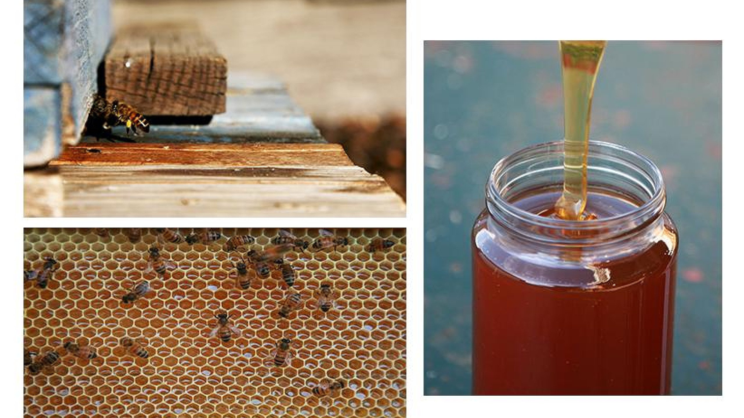 Judging: Competition 6: Triptych and Open