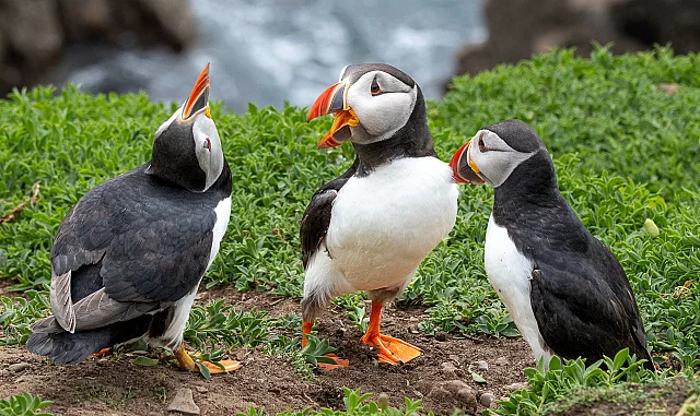 Puffin Discussion