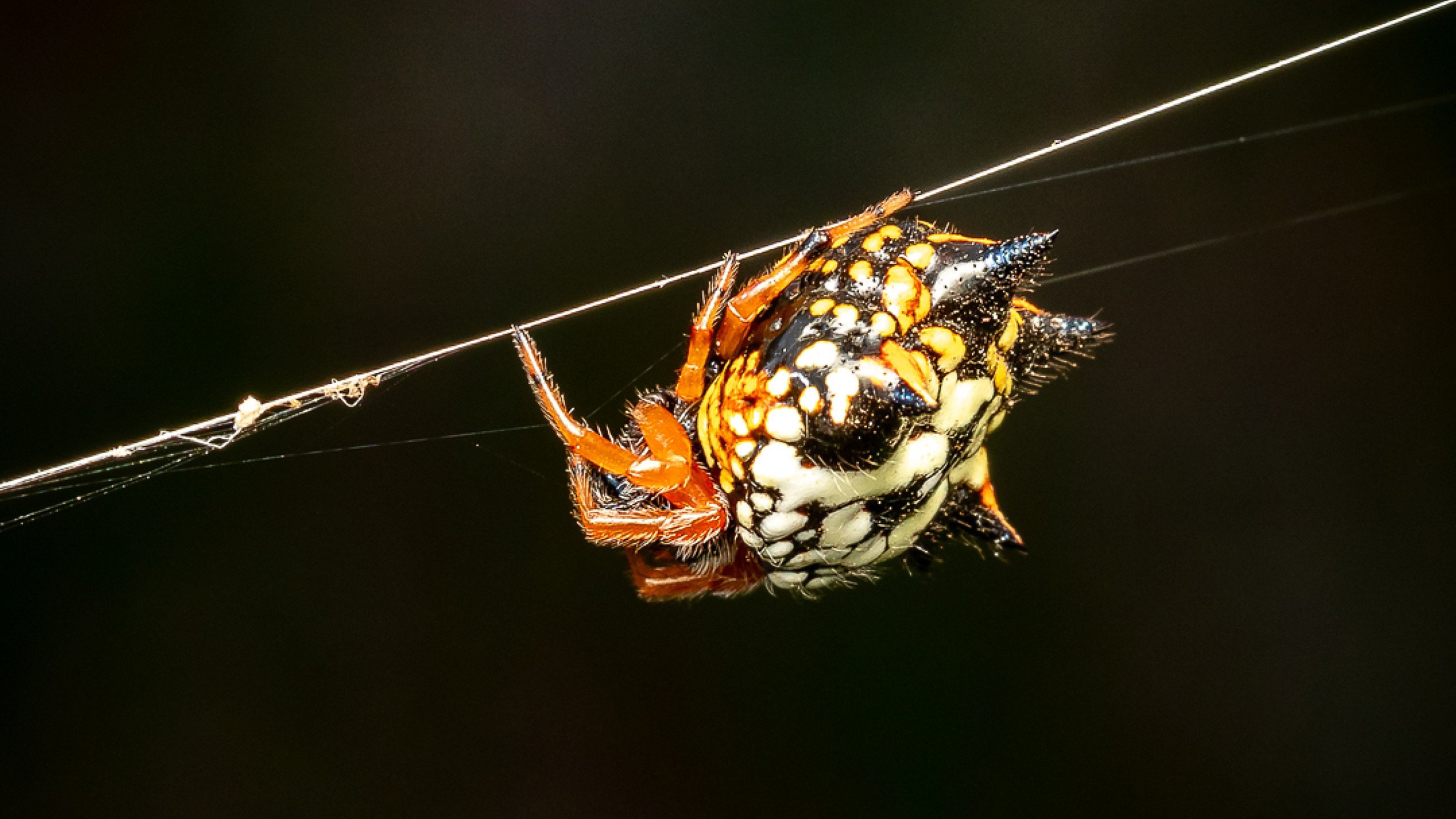 Macro Spiders with Aaron Trujillo