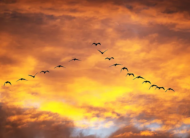Birds Formation