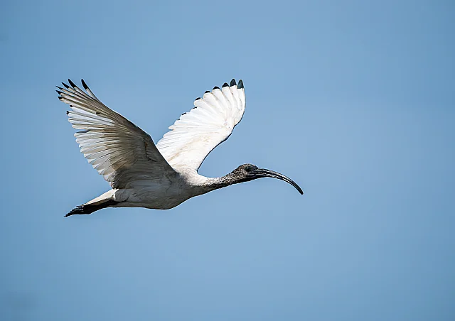 Threskiornis Molucca