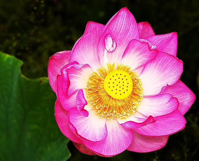 Lotus