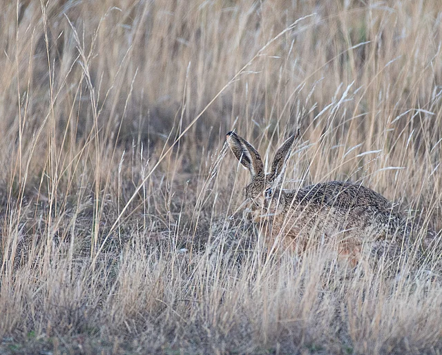 Hiding in the Long Grass