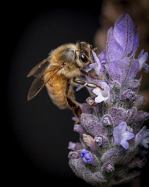 Bee