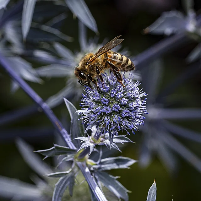 Bee