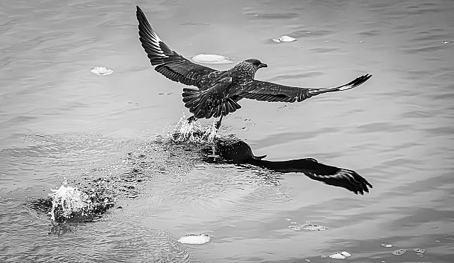 A Retreating Polar Skua