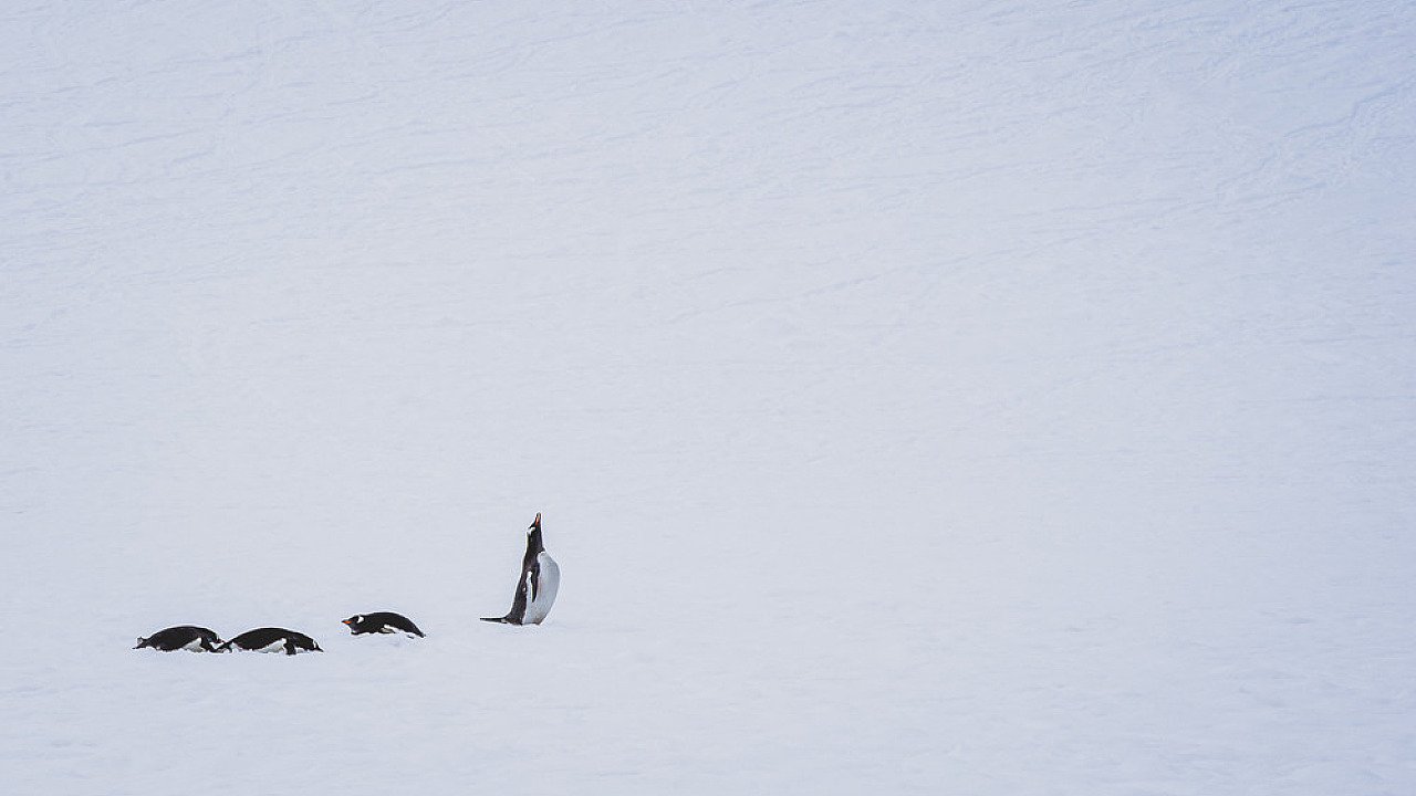 Competition 6 - Negative Space and Open