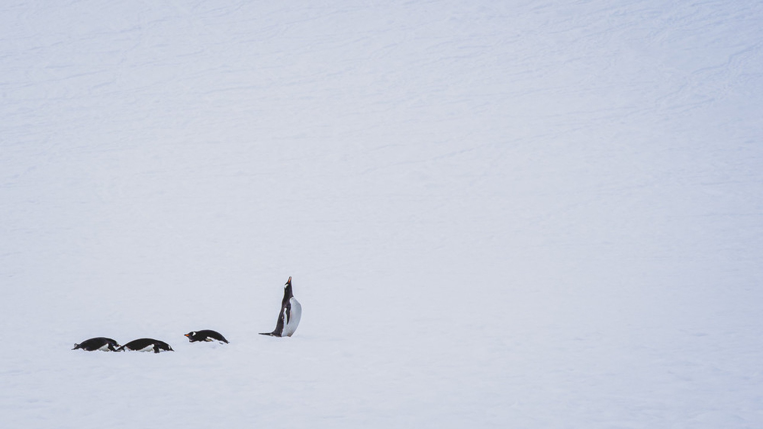 Competition 6 - Negative Space and Open