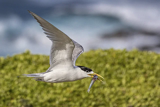 Crested Tern with Catch