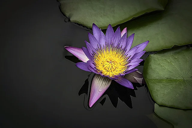 Blue Water Lily