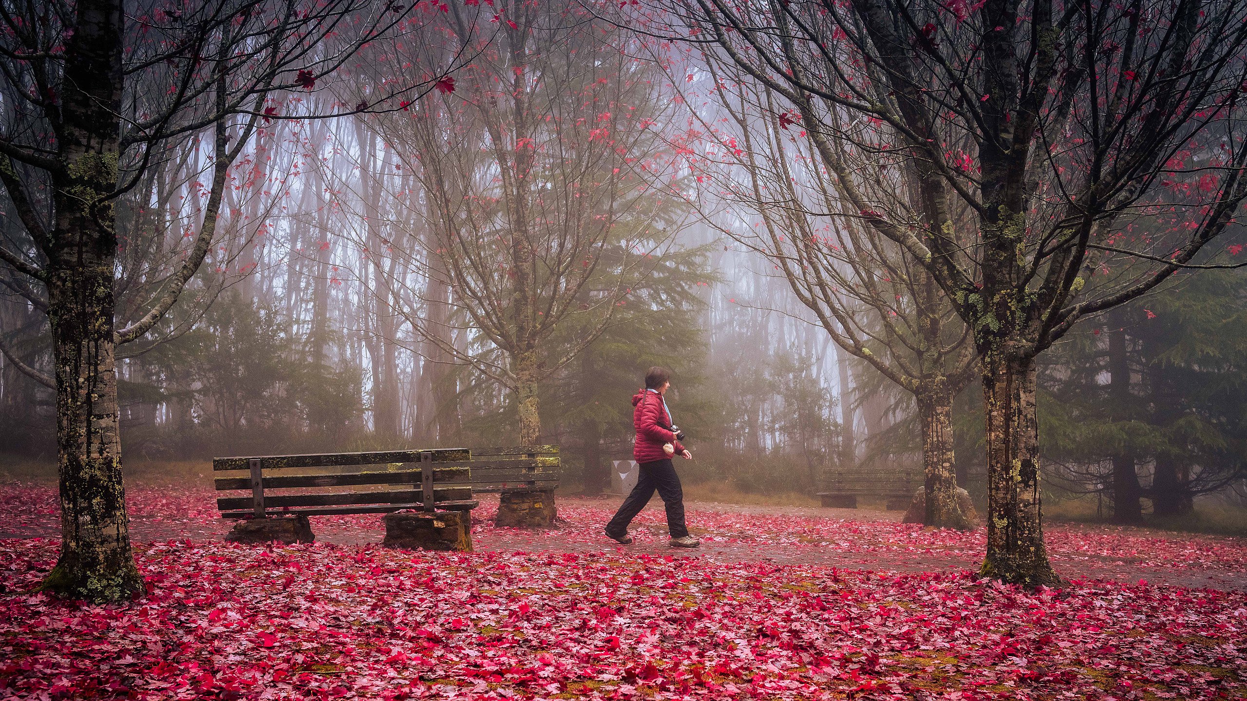 Competition 4 - Red and Open