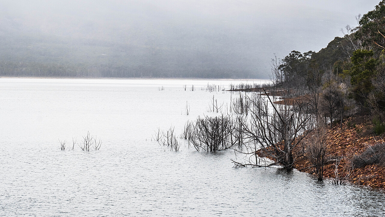 Another Foggy Morning