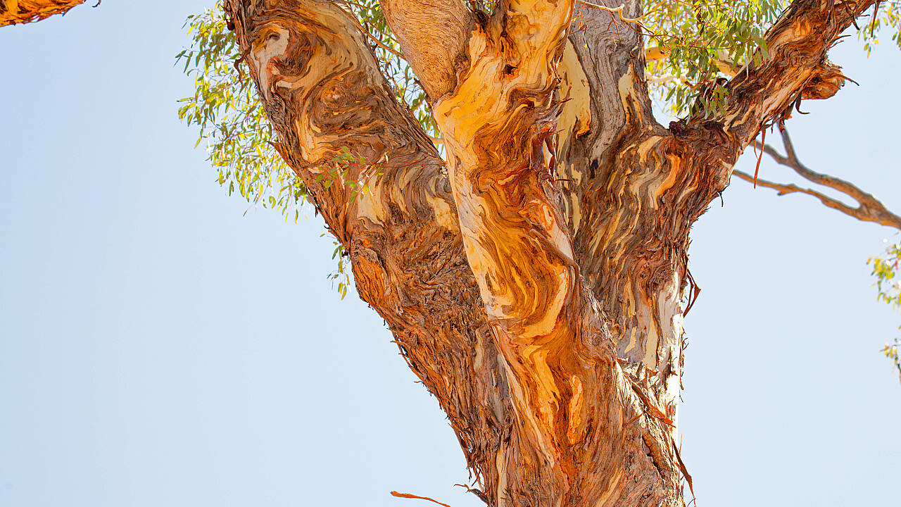 Heathcote Pink Cliffs
